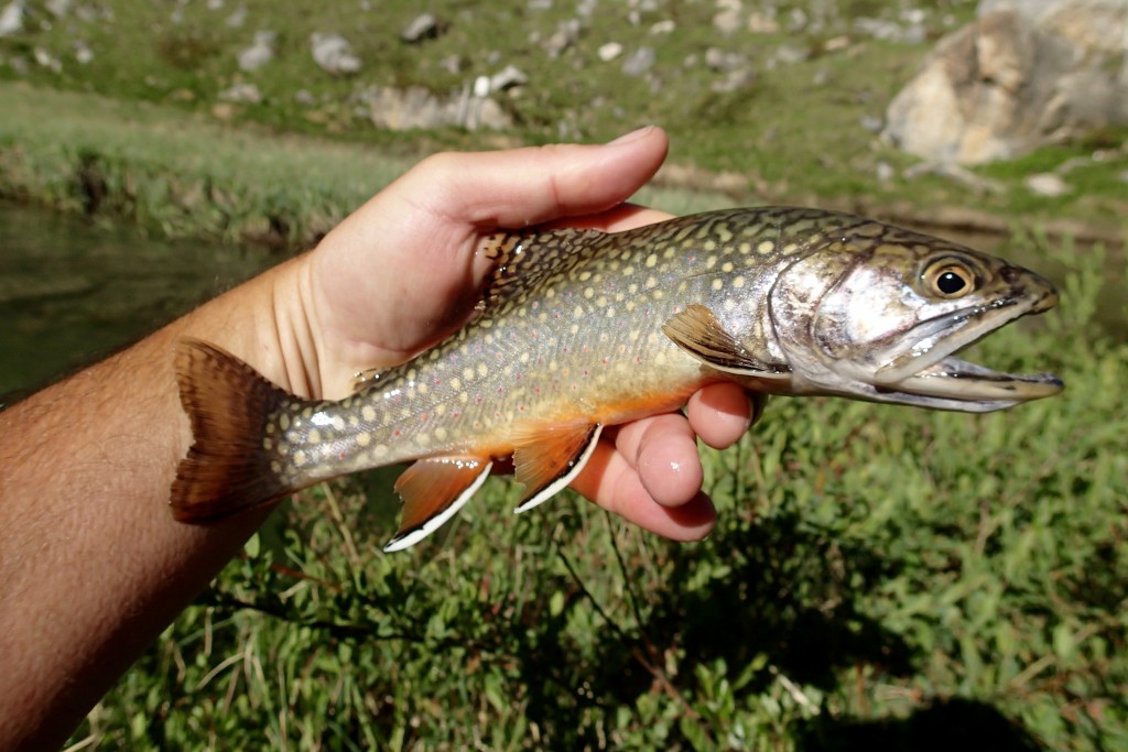Album photo pêche en Savoie 