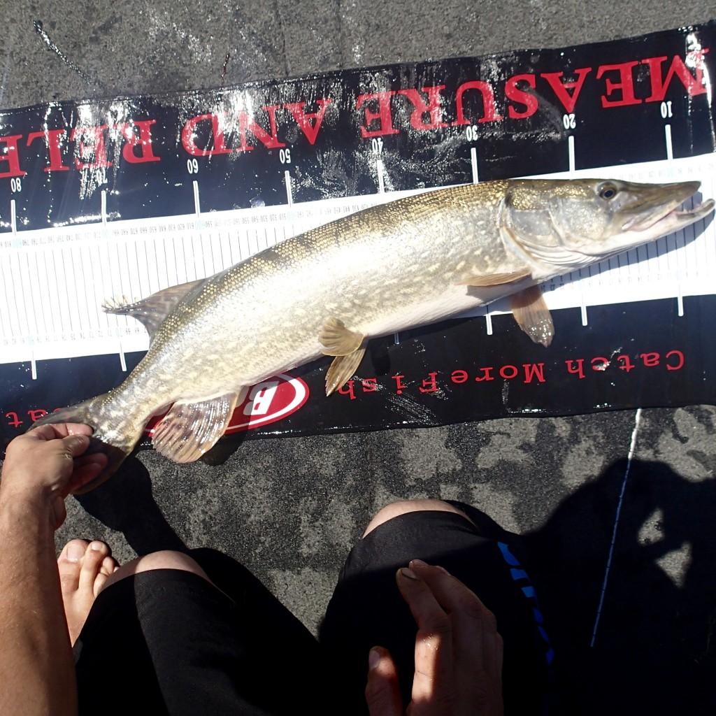 brochet au lac du Bourget 