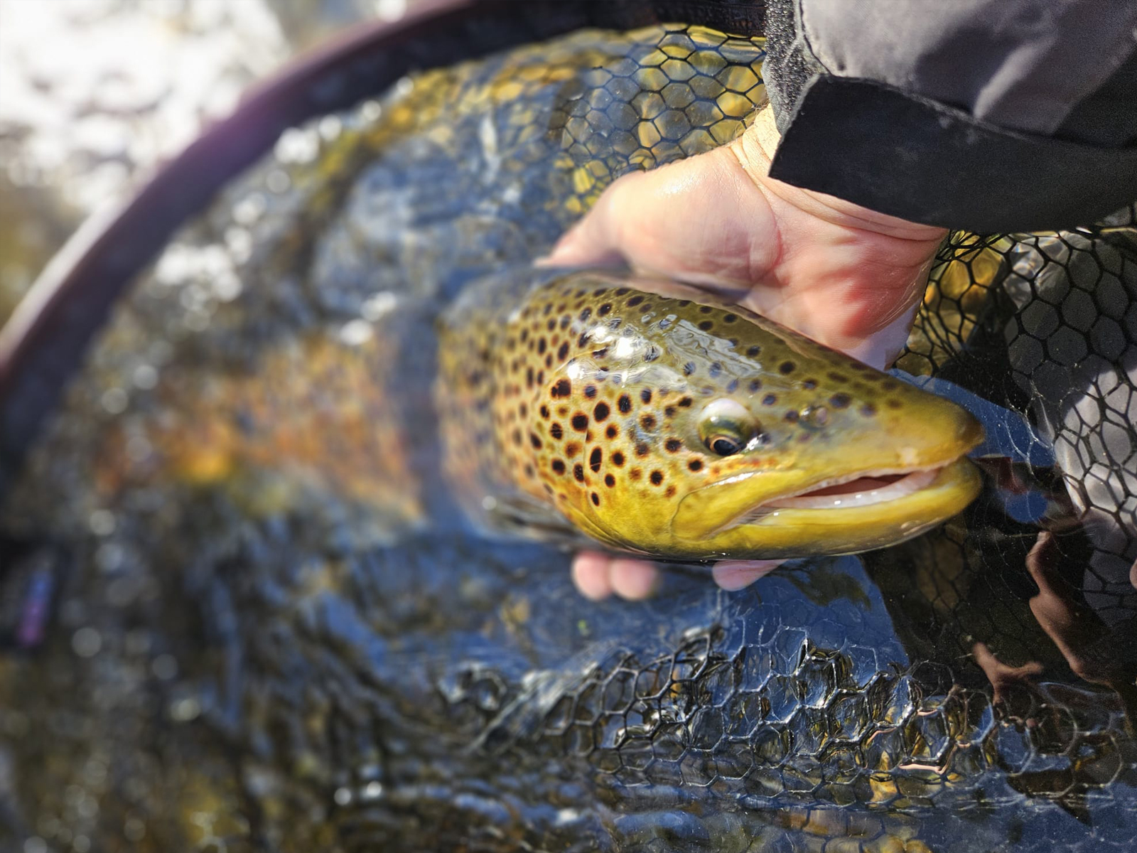 guide-peche-truite-savoie guide peche truite savoie